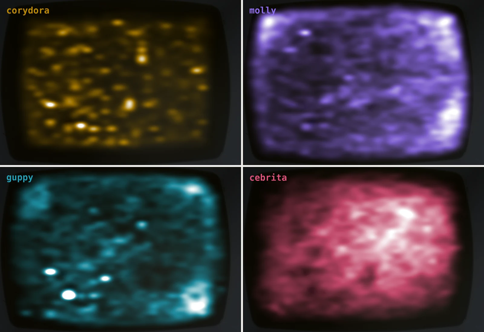 Four heatmaps of the same tank, one per species: corydoras show many small bright spots spread over the floor, mollies are brightest along the walls and in the corners, guppies in the corners and a few spots, and cebritas fill the open middle of the tank.