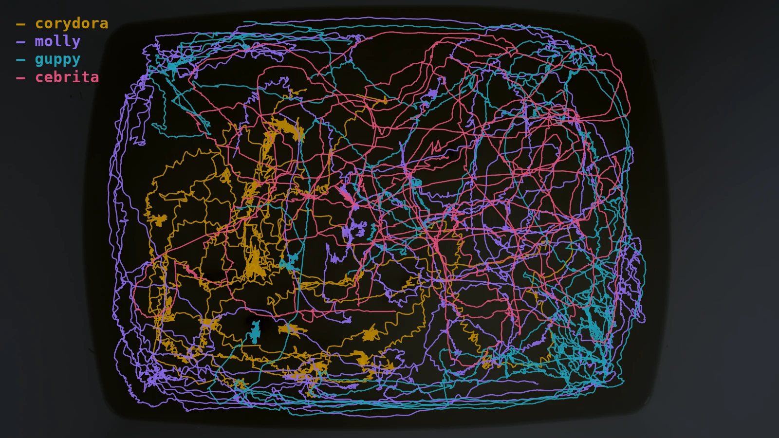 The ten longest tracks of each species drawn over the empty tank: corydora tracks wander slowly with tight knots where the fish rested, molly and guppy tracks run along the walls, and cebrita tracks cut straight across the open water.